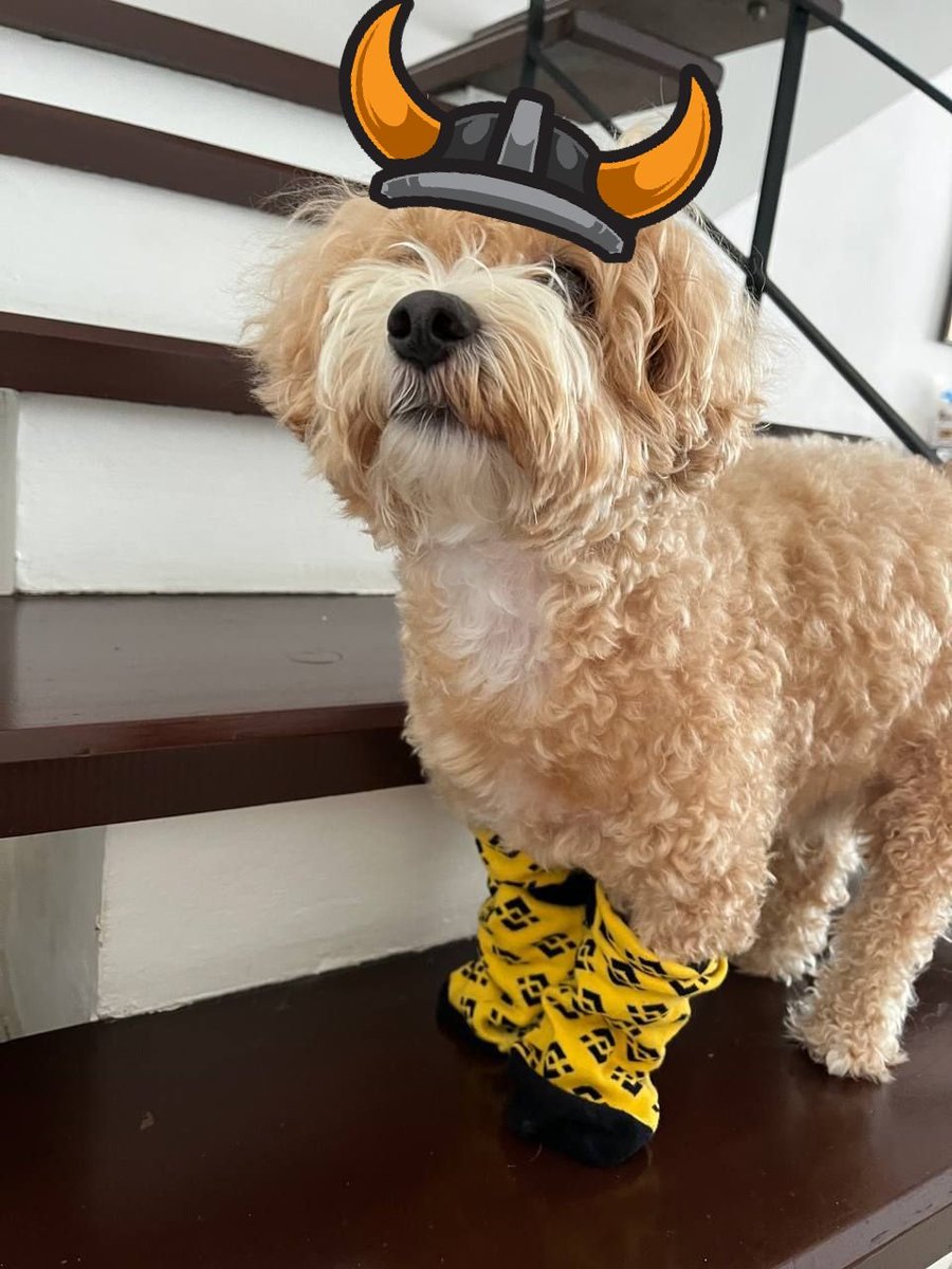 TCryptochicks's tweet photo. @binance It's matching with this helmet😉 https://t.co/uj5RxFOdPE