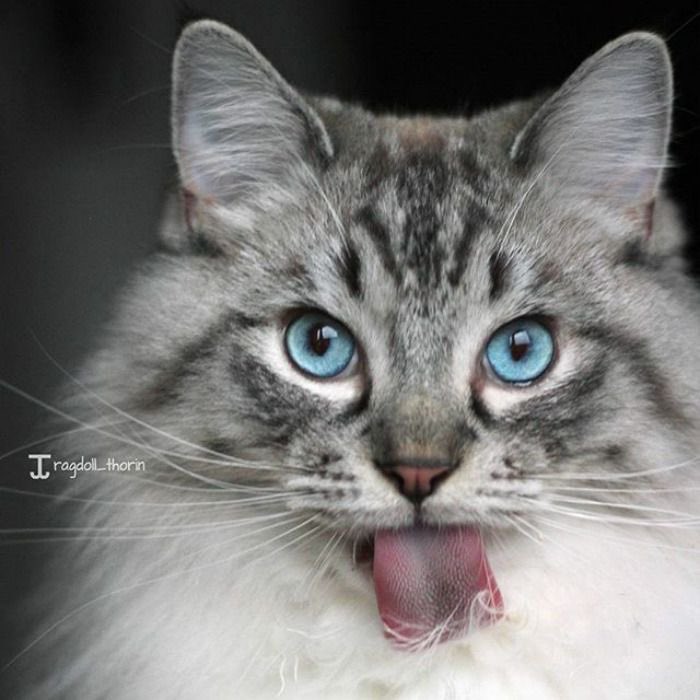 Muhamma37522152's tweet photo. My 😺 https://t.co/CM2PSwk8Cr