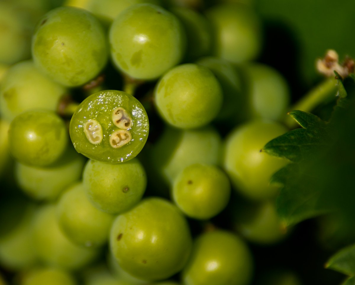 "Olite, un día cualquiera alrededor de 1235. En los jardines del Palacio, el rey Teobaldo, refinado y culto, degusta el que pudo ser el primer cóctel de la historia". 

Lee la historia del #Verjus by <a href="/Raqueliquida/">Raquel Pardo</a> para <a href="/elpais_gastro/">EL PAÍS Gastro</a> 💚

📰elpais.com/gastronomia/20…