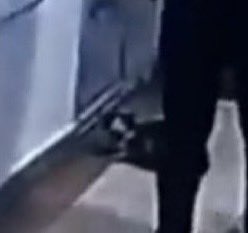 Şahıs kaçamasın diye kapıyı kapatınca,kaçamayacağını anladığında,kafasını kaldırıp şahsın yüzüne bakmış.
Merhamet ey insan(!)Merhamet.Nerde bıraktın insanlığını?
Kelimeler bu çaresizliği anlatamaz.
#ibrahimkeloğlantutuklansin