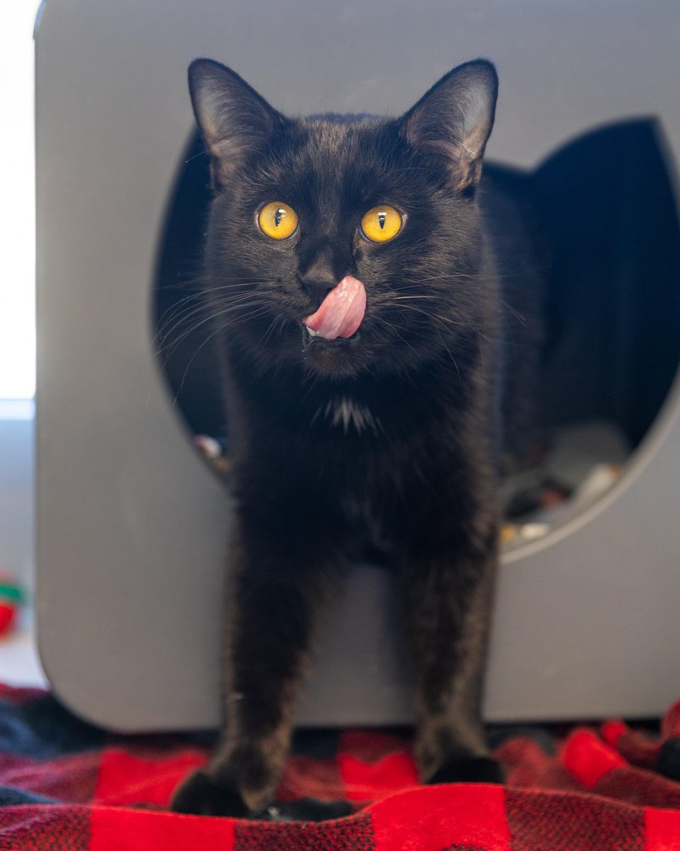 FLCAS2018's tweet photo. Want to be a Valentines hero to our local animals? Consider sponsoring a case of food through our Chewy donation link---> https://t.co/BrRh0huifz
OR drop off your contribution at 42225 Adoption Drive, Leesburg, VA. Let's keep the bowls full & tails wagging! 💙 #FLCAS #PetPantry https://t.co/uqHo5gViKC