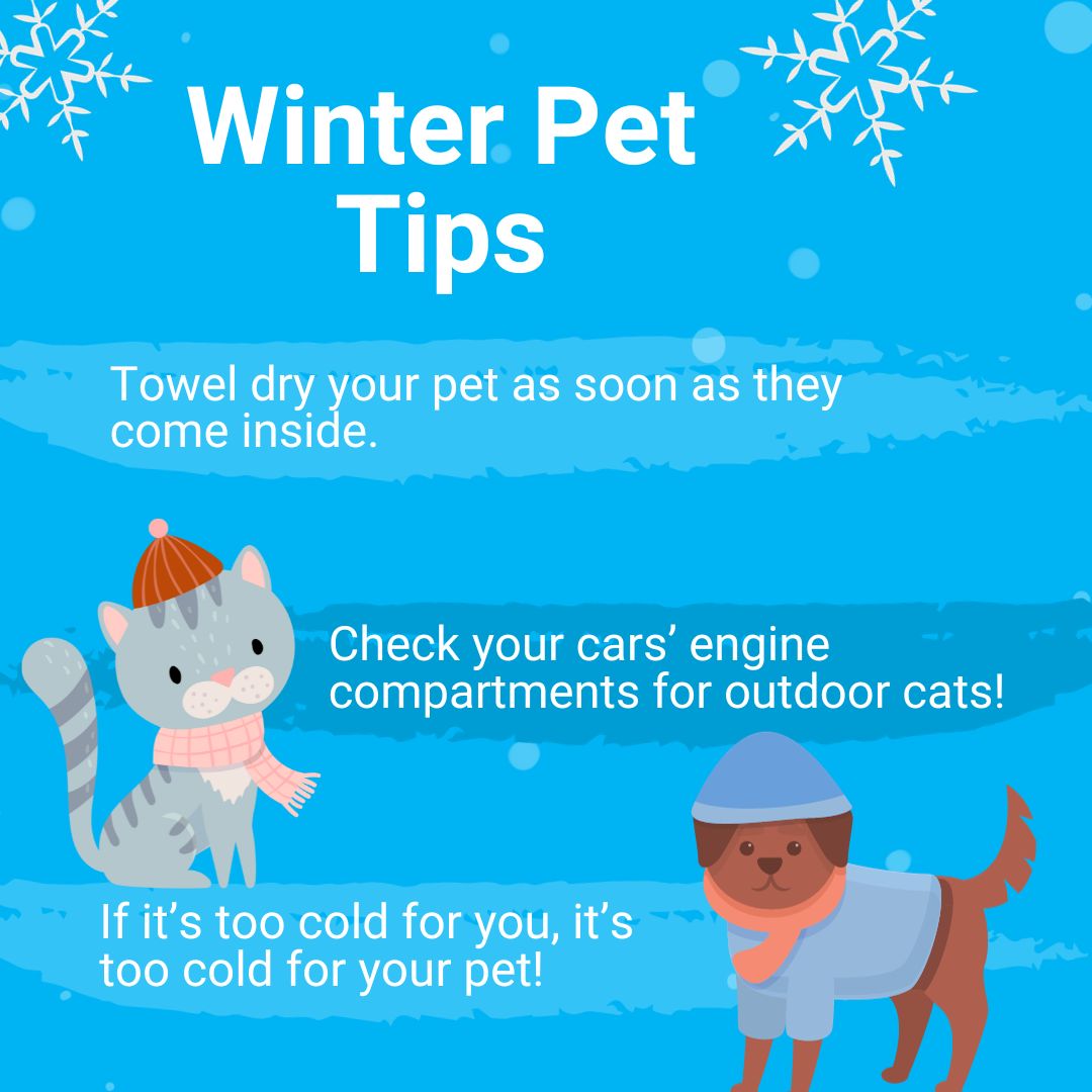 AnimalLeague's tweet photo. With the storm hitting Long Island this morning, we have to make sure our pets are safe! ❄️ Check out these winter pet tips to ensure your pets stay healthy in the cold weather: For more detailed information, click here: https://t.co/DDBmuZaqOi   #GetYourRescueOn #WinterPetTips https://t.co/a3w4s18NfO