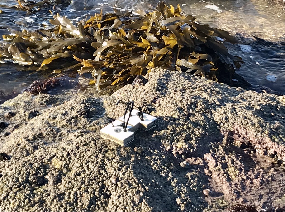 Amelia Curd tweet media