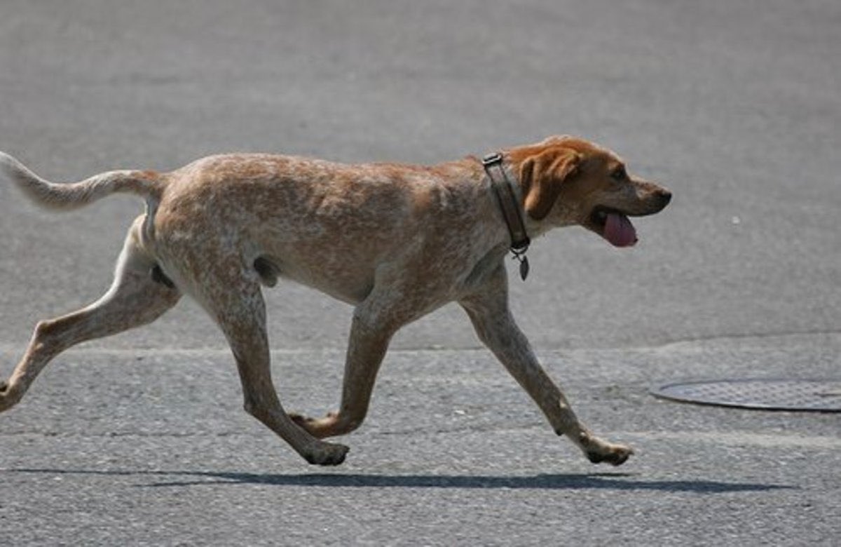 TheSaviour's tweet photo. 🇮🇱 Israeli media reports that hundreds of stray dogs have been attacking groups of Israeli soldiers in northern Gaza since the beginning of the war. https://t.co/wdGAJw5O11