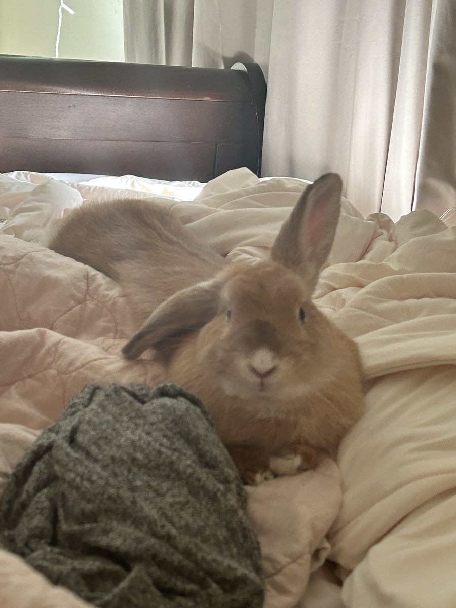 🐰🌙 angie tweet media