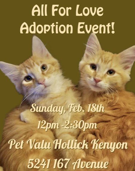 Join @littlecatslost and us Sunday afternoon for 😻 cuddles and snuggles during our All For Love adoption event!
#adoptdontshop #yegadopt #kittenadoptions #catadoptions #edmonton #allforlove #petvalu #loveliveshere ❤️ 🐾
