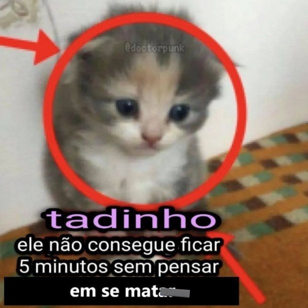 perfil dedicado a gatinhos e peitos (@odeiootaco) on Twitter photo 