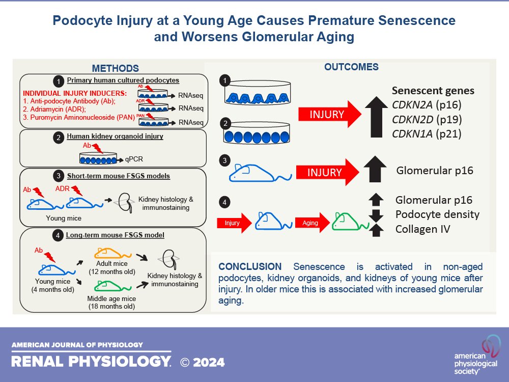 AJPRenal's tweet photo. 🎞️First Author Highlight Article🎞️
#Podocyte injury at young age causes premature #senescence and worsens glomerular #aging
By: Beatriz Maria Veloso Pereira, et al.
https://t.co/hN5hnrYFBP
#AJPRenal @UWNephrology @ChangUCanSpare https://t.co/hLoJbeAGqU
