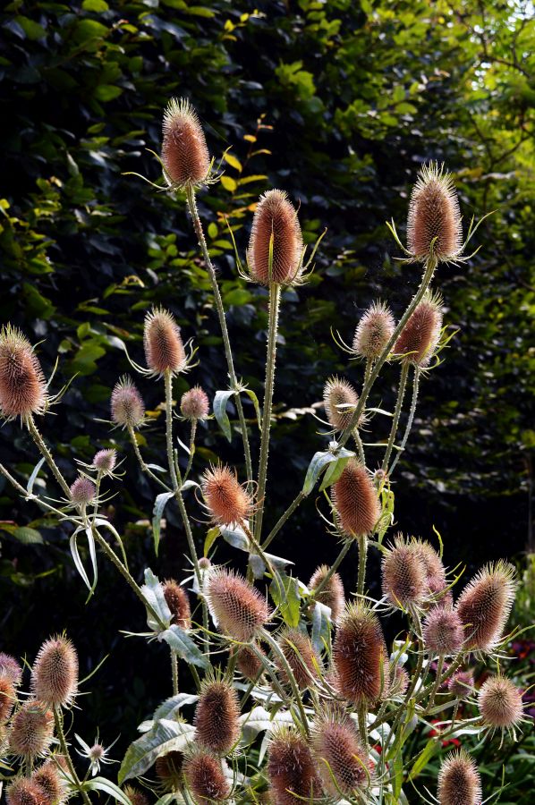 CHORLEY.
Astley Park, teasle seed heads in the sun. 
#Chorley #AstleyPark #teasles #wildflowers #NaturePhotography
