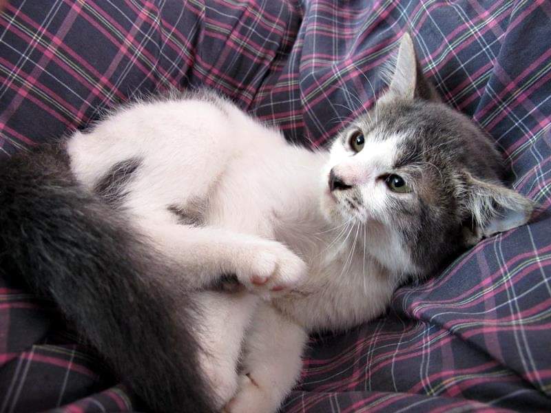 PISCES VX 🪽🥀 tweet media