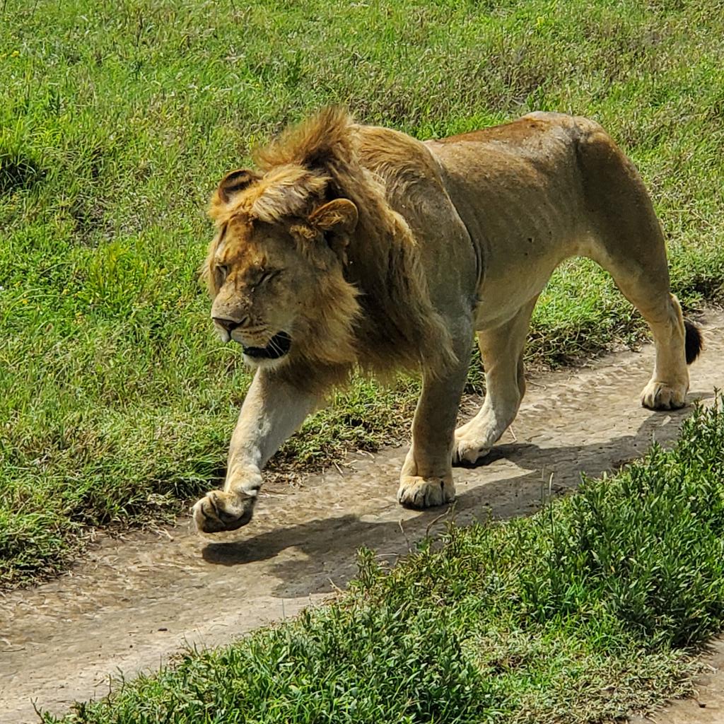Citizen004's tweet photo. #Serengeti #liondayagain #cheetahday #yolo #experienceeverything #africa2024 #tanzania24 
1/2 https://t.co/6D97NAxhTS