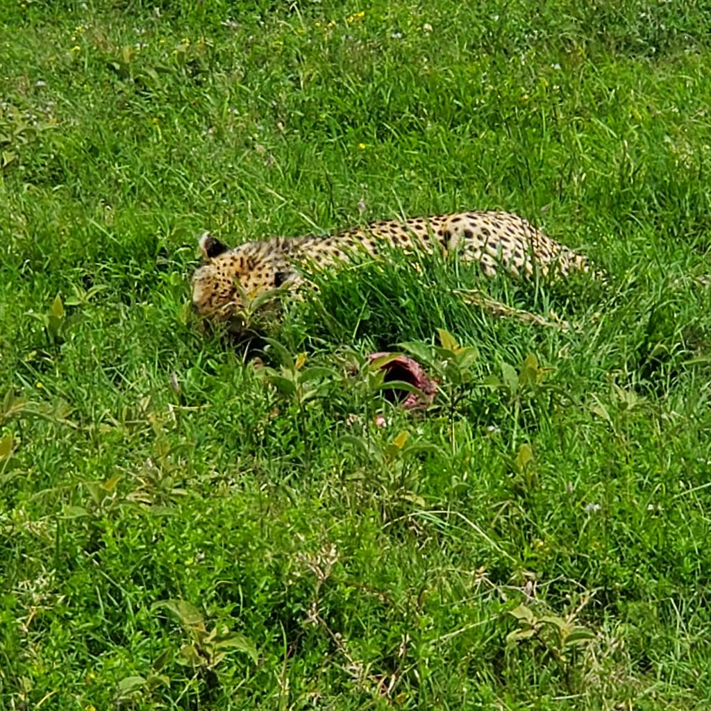 Citizen004's tweet photo. I have a vidoe of vultures on a zebra if anyone is interested. I'll dm it as it is quite ... graphic. 
#Serengeti #lionday #yolo #experienceeverything #africa2024 #tanzania24 https://t.co/eQGOquoMr8