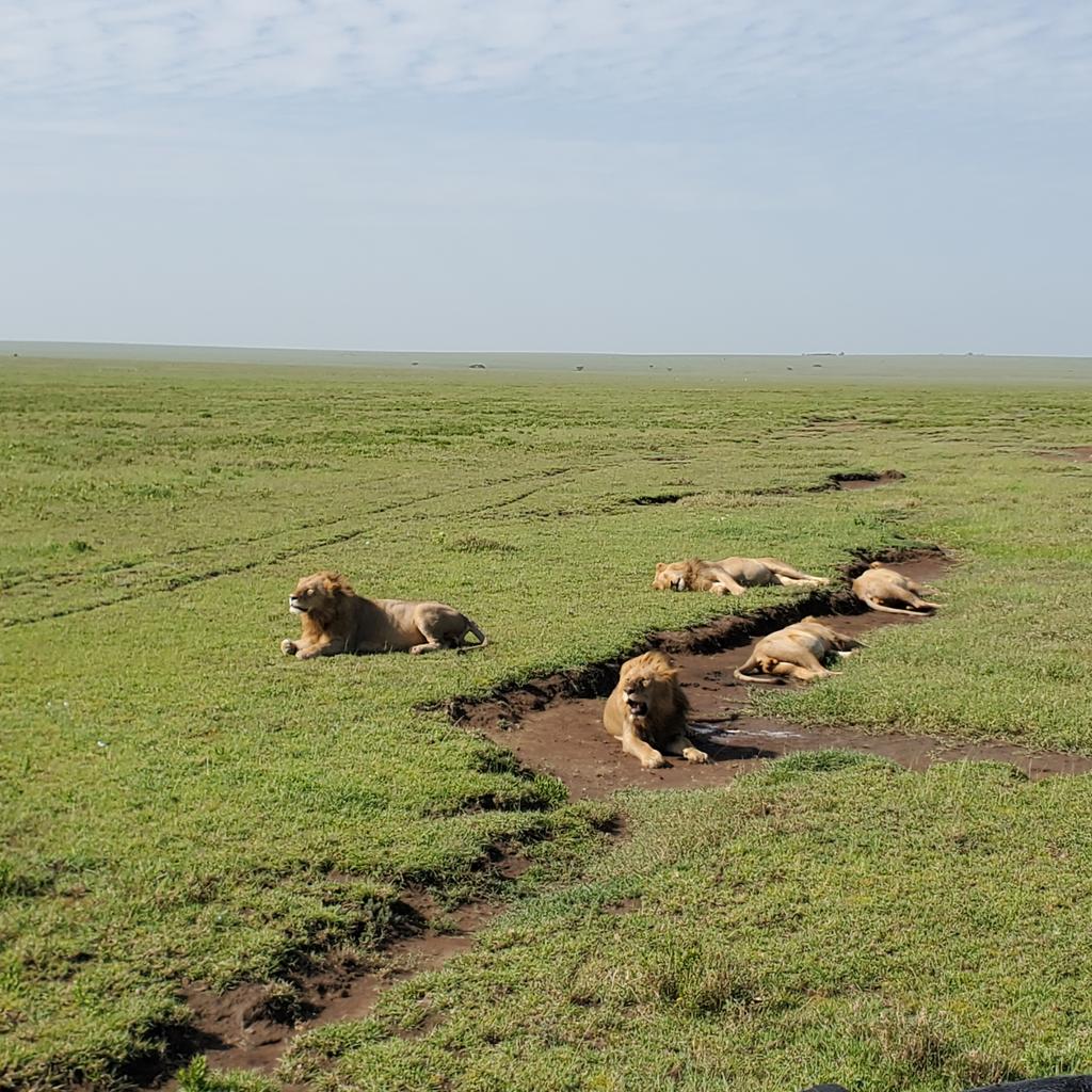 Citizen004's tweet photo. I have a vidoe of vultures on a zebra if anyone is interested. I'll dm it as it is quite ... graphic. 
#Serengeti #lionday #yolo #experienceeverything #africa2024 #tanzania24 https://t.co/eQGOquoMr8