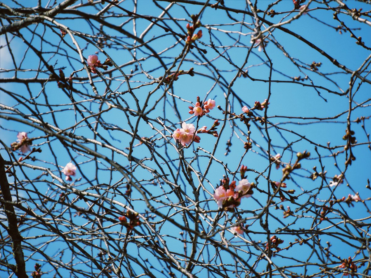 MusiqueYouna's tweet image. 今年の春は早く来そう☘️ Nikon Coolpix P7000 #digicam #ccd #ccdsensor #オールドコンデジ