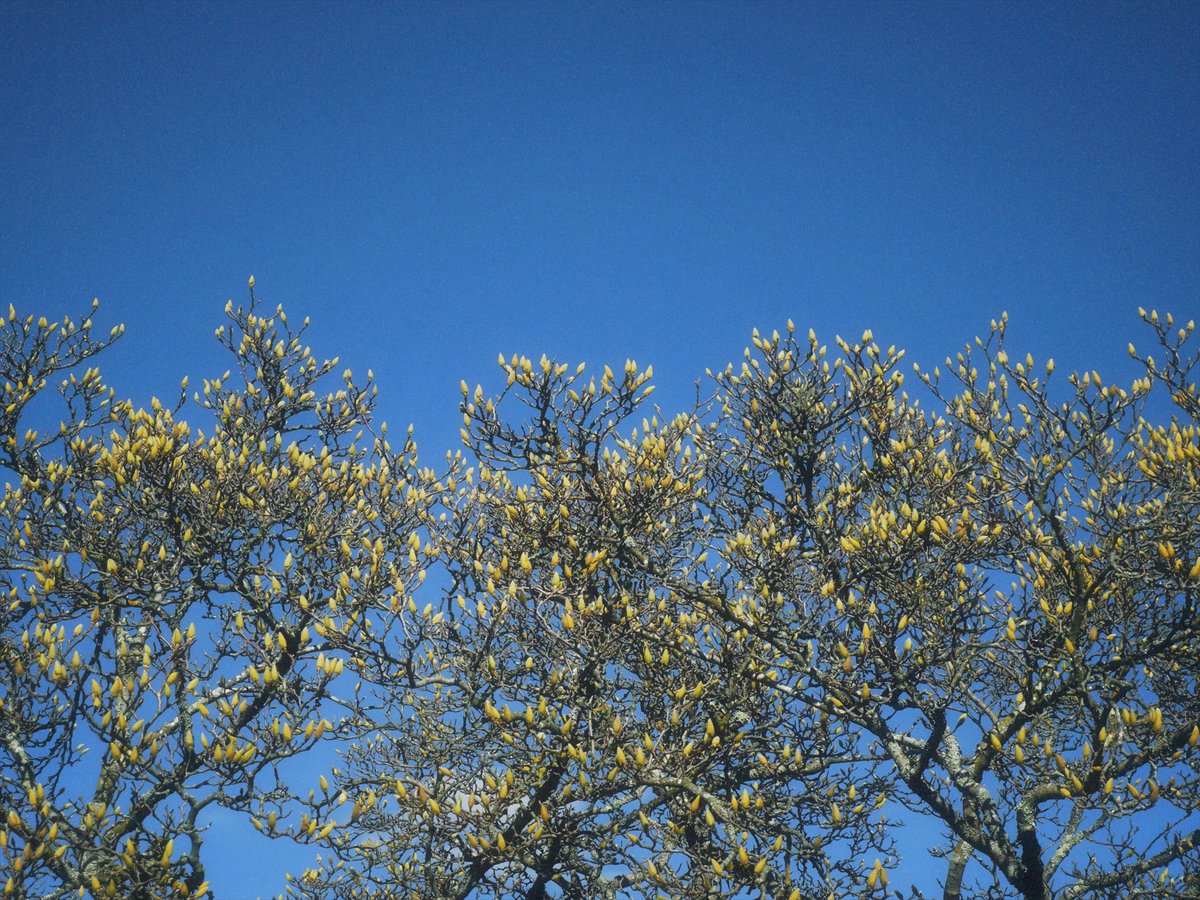 MusiqueYouna's tweet image. 今年の春は早く来そう☘️ Nikon Coolpix P7000 #digicam #ccd #ccdsensor #オールドコンデジ