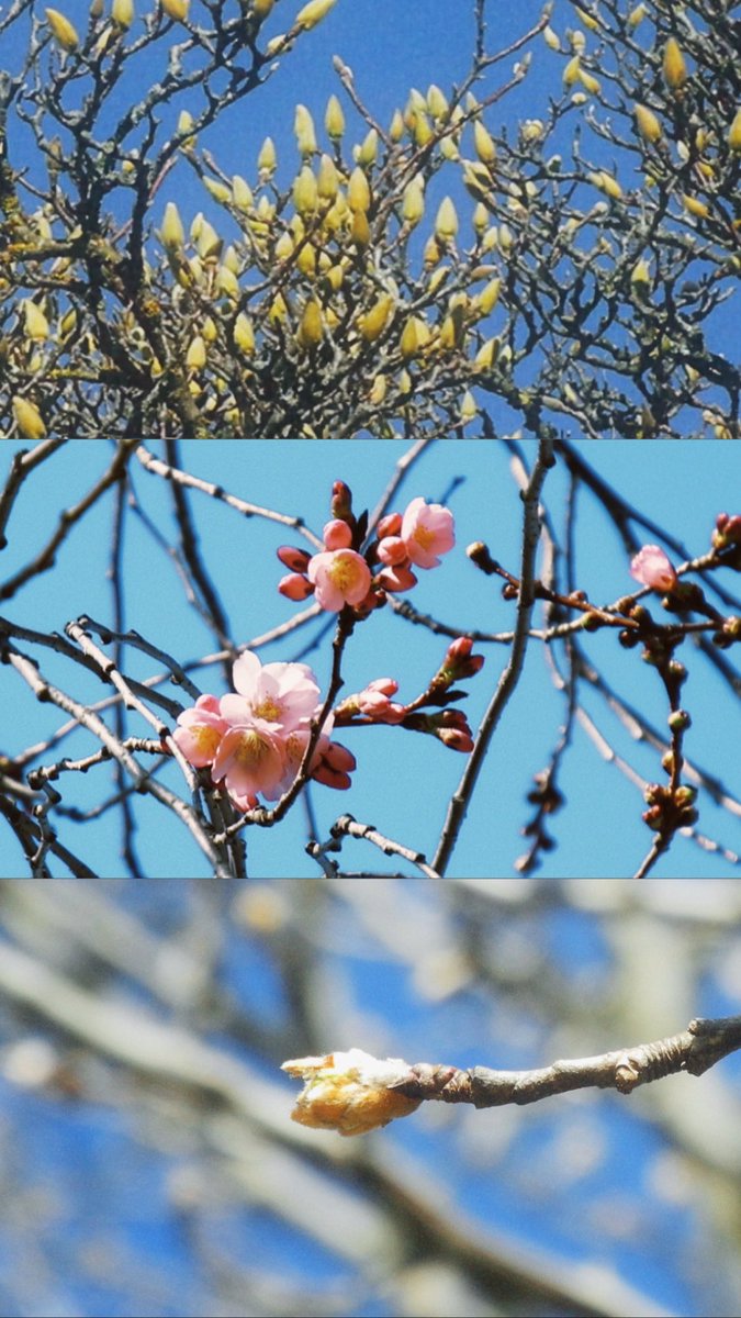 MusiqueYouna's tweet image. 今年の春は早く来そう☘️ Nikon Coolpix P7000 #digicam #ccd #ccdsensor #オールドコンデジ