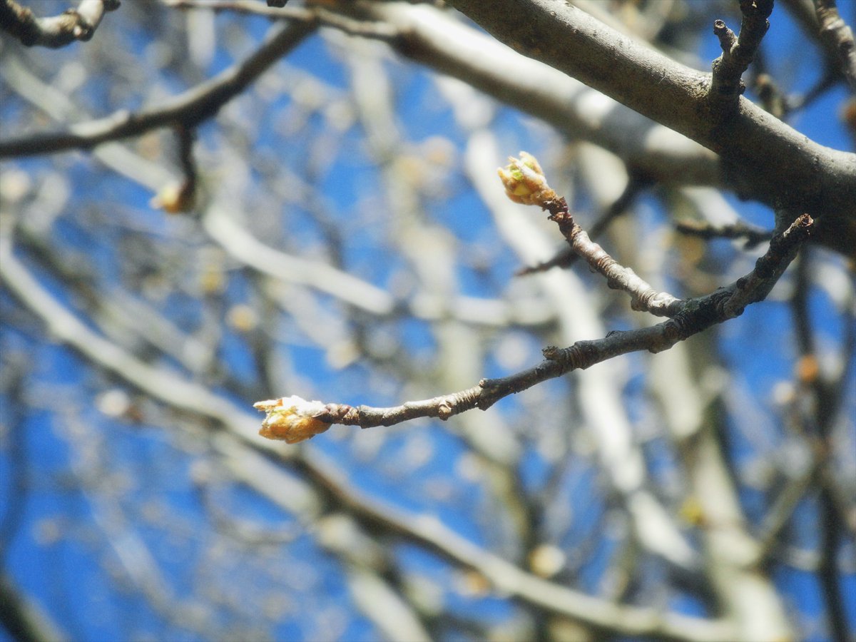 MusiqueYouna's tweet image. 今年の春は早く来そう☘️ Nikon Coolpix P7000 #digicam #ccd #ccdsensor #オールドコンデジ