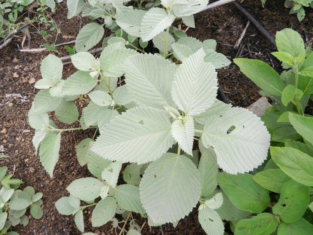Juancho Sinisterra 🇨🇴 tweet media