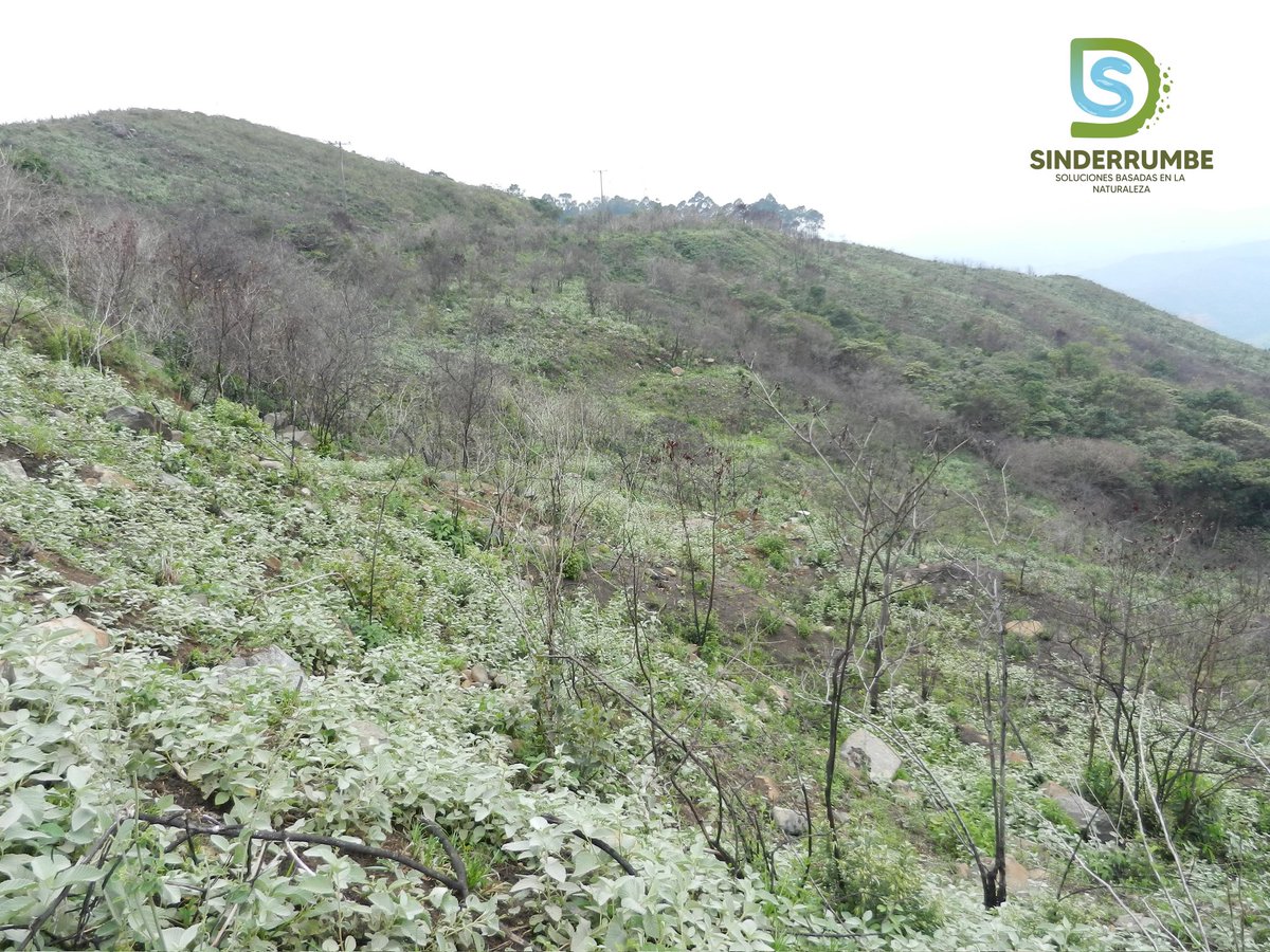 Juancho Sinisterra 🇨🇴 tweet media