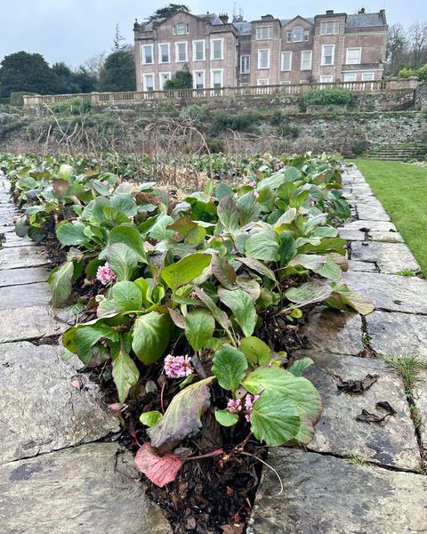 HestercombeGdns's tweet photo. Bergenia cordifolia (elephant's ears) give structure to Gertrude Jekyll's original planting plan for the formal garden throughout the year.
At a quieter time for colour in the garden they bring a welcome splash of pink.
#hestercombegardens #hestercombe #gardening #february https://t.co/827dStO52i