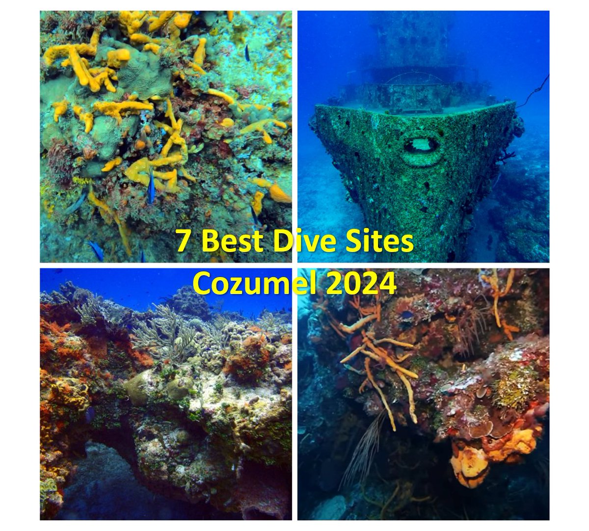 7 Best Dive Sites in Cozumel in 2024 As rated on TheScubaDirectory View the full list & rate your favorite: thescubadirectory.com/dive-guides/Me… #Cozumel #Mexico #Cozumelbetterthanever #wreck #coral #reef #underwaterphotography #ScubaDivingMag #PADI #paditv #scubadivelife #scubadive #dive