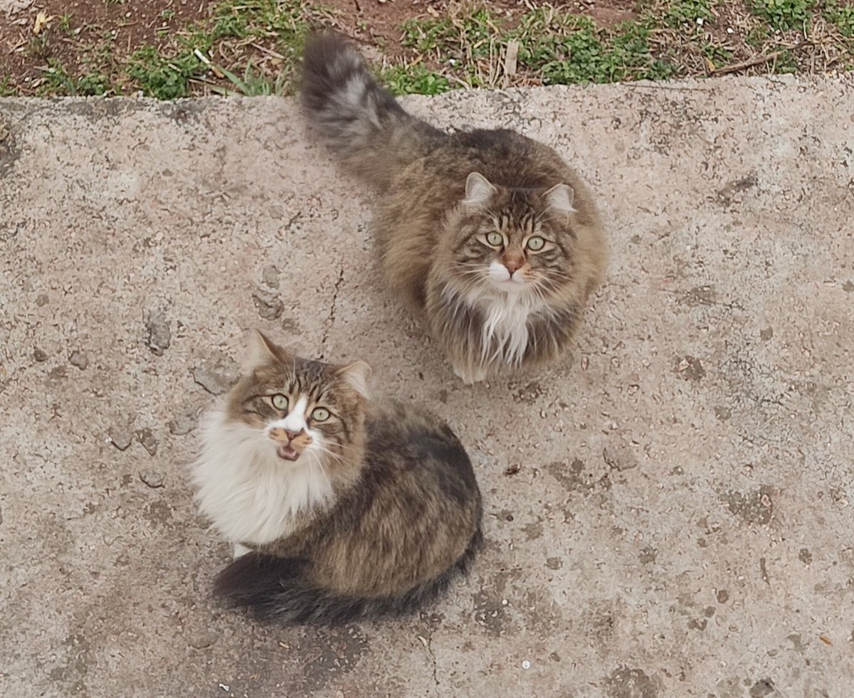 zeyneepbaskan's tweet photo. anneannemin balkonunun altına geliyorlar sürekli. karınlarını doyurup gidiyorlar. şu peluş bebeklerin de bir yuvası olsa keşke. 🫠 https://t.co/W1j2nm7Ojq