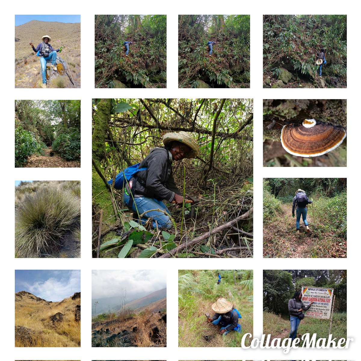Time of collection of soil samples in Mount Cameroon. It is very interesting to understand how mycorrhization can contribute to the difference in vegetation present in the mountain. @spununderground @adri_corrales33 @INRAE_Intl @BethanFManley @CarolIbe8