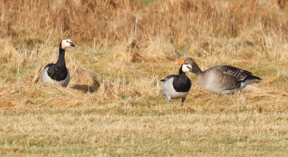 Canada Goose and Barnacle Geese on Unst today. The size of Canada appears to dwarf the local Greylags..... #Unst #Shetland