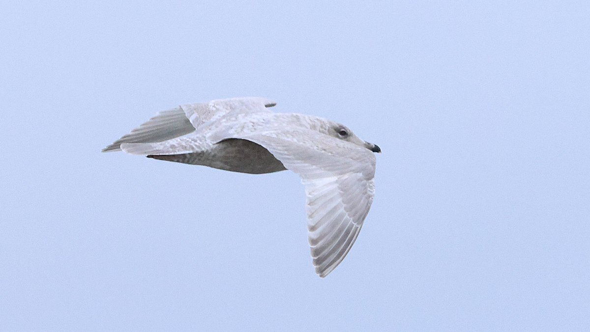 3cy Kumlien's Gull again patrolling the beach in Uyeasound, Unst...... #Unst #Shetland