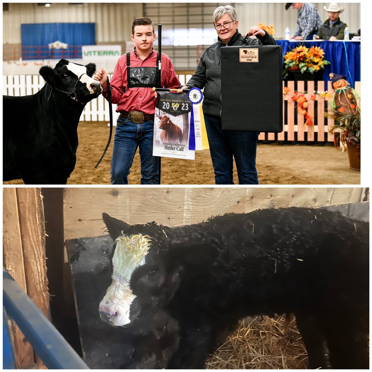 Why we do the extra work as purebred breeders right here - full sisters born a year apart - out of our sons cow that he made the breeding decision on that resulted in one of the best heifer calves we have ever raised and this morning we woke up to an almost identical sister 😊