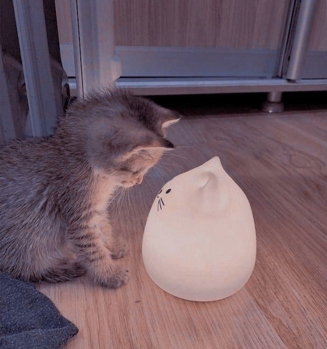 smol silly cat (@catsillyness) on Twitter photo 