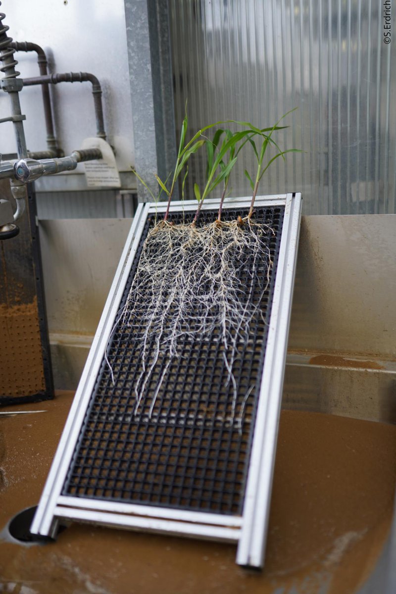 The team joined folk from @Root2Res, @wish_roots and RootED projects to deliver a two day workshop on controlled environment #root phenotyping in Jülich, Germany. We enjoyed attending the phenotyping demonstrations and visiting the facilities.