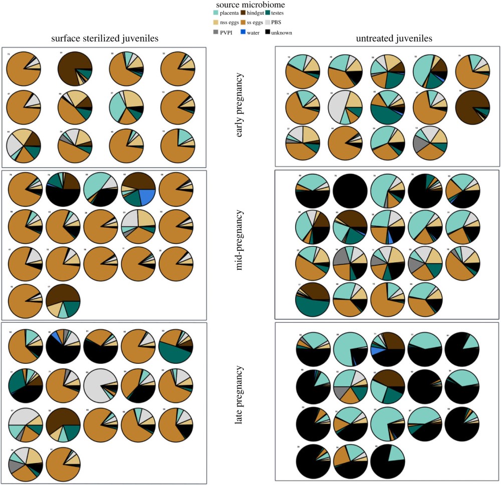 Royal Society Publishing (@rsocpublishing) on Twitter photo The unique case of male pregnancy and different parental contributions to offspring microbiomes in pipefish: ow.ly/rAMX50QAylQ #ProcB #OpenAccess <a href="/MarEvolKiel/">MarEvol CAU Kiel</a> #microbiome The unique case of male pregnancy and different parental contributions to offspring microbiomes in pipefish: ow.ly/rAMX50QAylQ #ProcB #OpenAccess <a href="/MarEvolKiel/">MarEvol CAU Kiel</a> #microbiome
