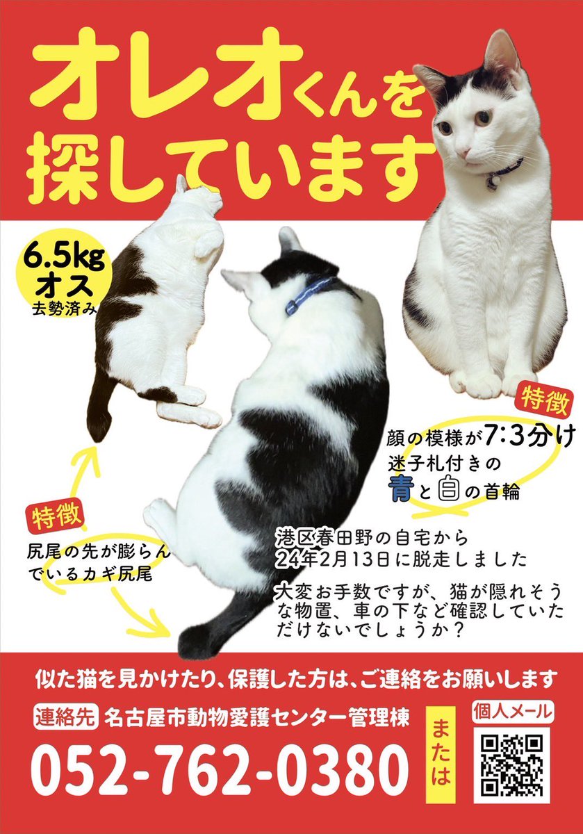 2024年２月12日に名古屋市港区春田野で迷子になった、猫のオレオ（オス3歳）を探しています。彼を見かけた・保護した等の情報をお持ちでしたら、ぜひご一報ください。よろしくお願いいたします。