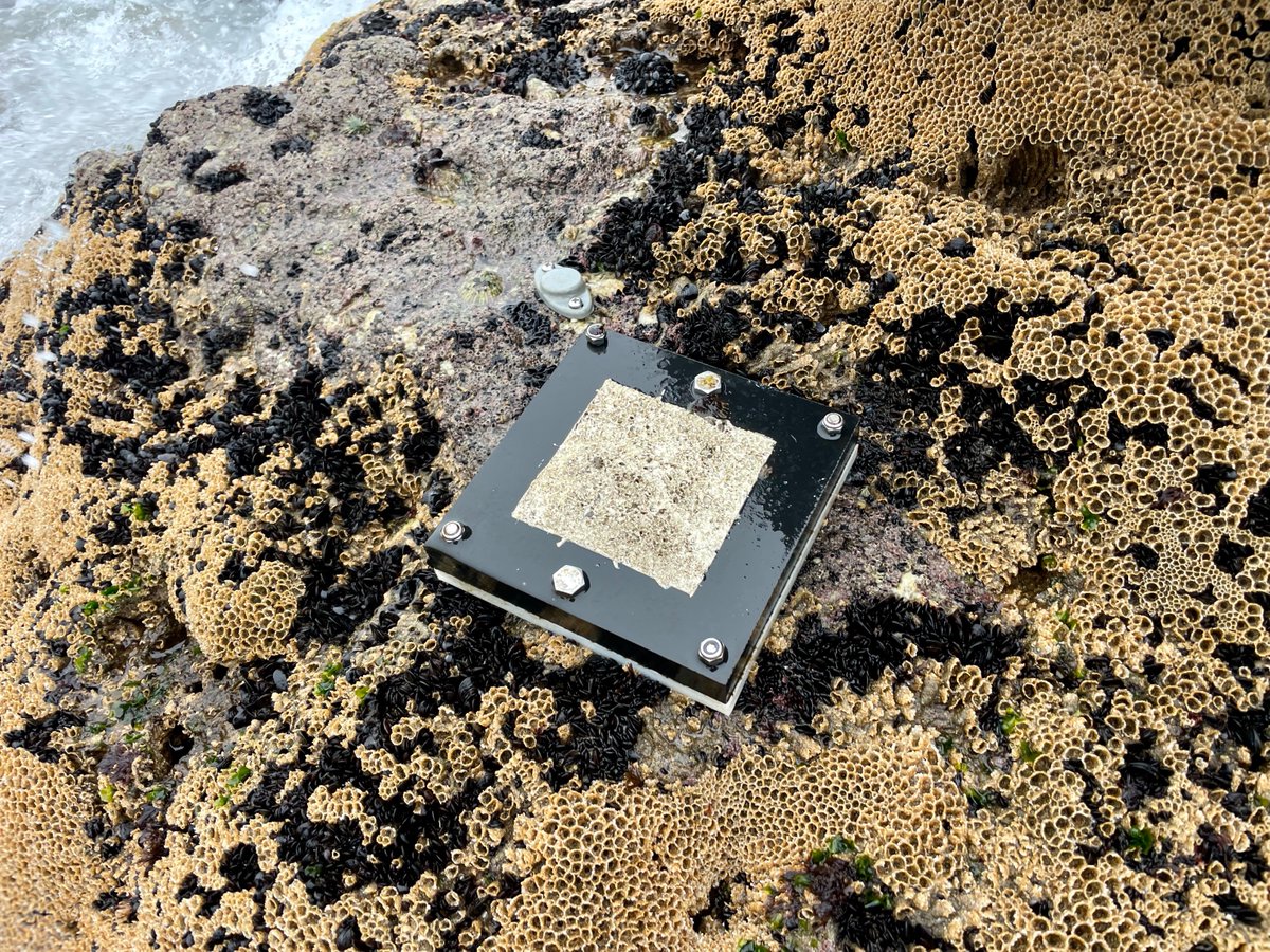 Fernando Lima (@fpslima) on Twitter photo Two months after the experiment started, we collected the first data from <a href="/RameshWilson1/">Ramesh Wilson</a>'s settlement plates in Northern Portugal. With <a href="/J_oaoN/">Joao Nunes</a> and <a href="/jpbarbosa2001/">barbosa¹</a> Two months after the experiment started, we collected the first data from <a href="/RameshWilson1/">Ramesh Wilson</a>'s settlement plates in Northern Portugal. With <a href="/J_oaoN/">Joao Nunes</a> and <a href="/jpbarbosa2001/">barbosa¹</a>