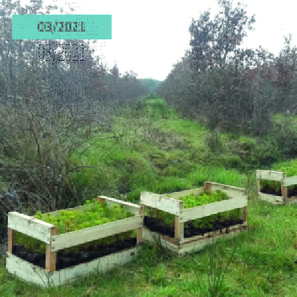 AssoDuramen's tweet photo. En mars 2021, 500 Pins maritimes ont été plantés à Jouy le Potier (45), grâce au soutien de Duramen. L'objectif était de regarnir un peuplement de Chênes pédonculés d'environ 25 ans où plusieurs arbres étaient morts et d'obtenir ainsi un peuplement diversifié. https://t.co/NQgwA613lc