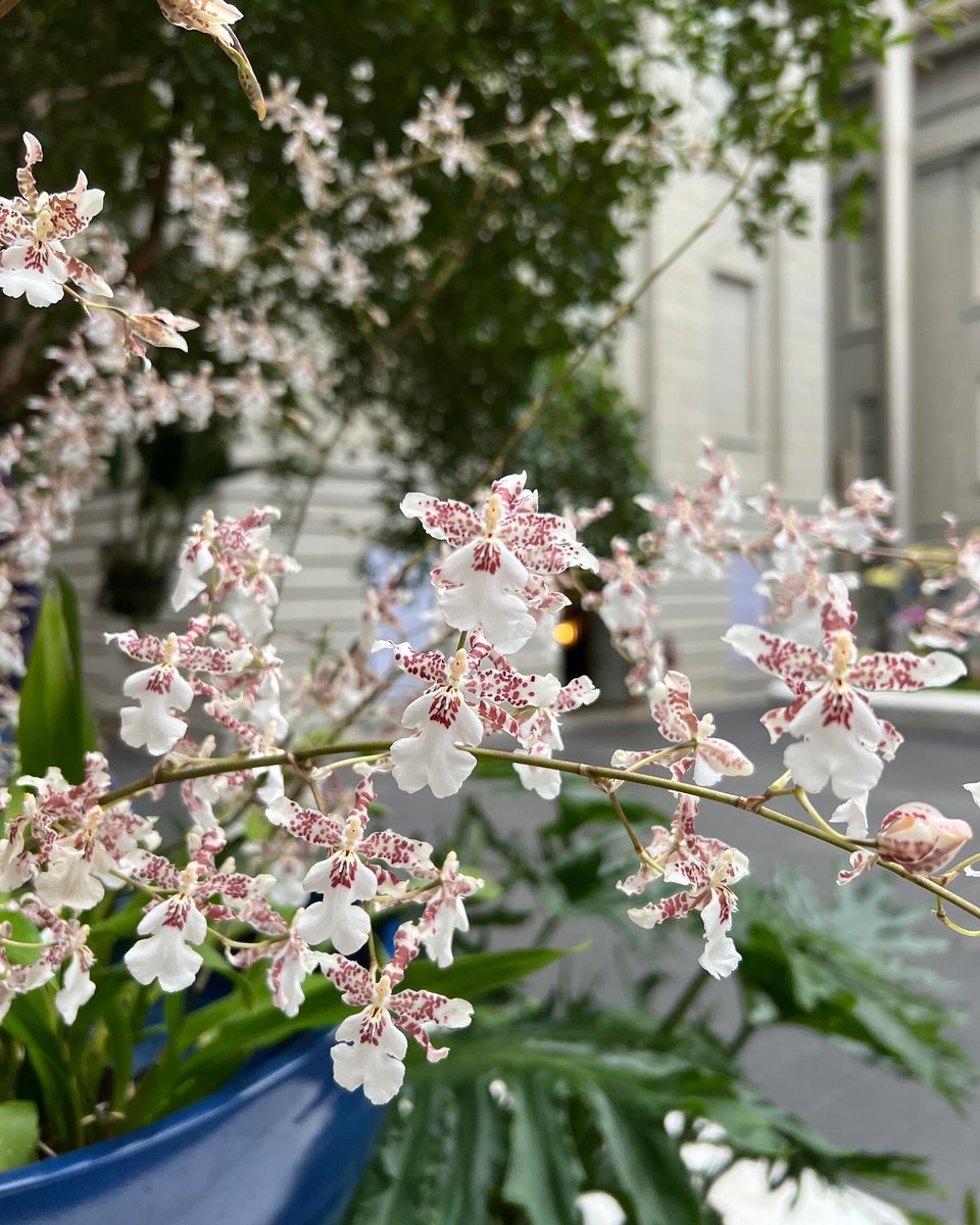 There maybe a few snowflakes outside, but we prefer this ‘Snowflake’ instead. ❄️ 🌱: Oncidium Speckle Spire ‘Snowflake’ #FutureOfOrchids #OrchidCollection #SmithsonianGardens #PublicGardens