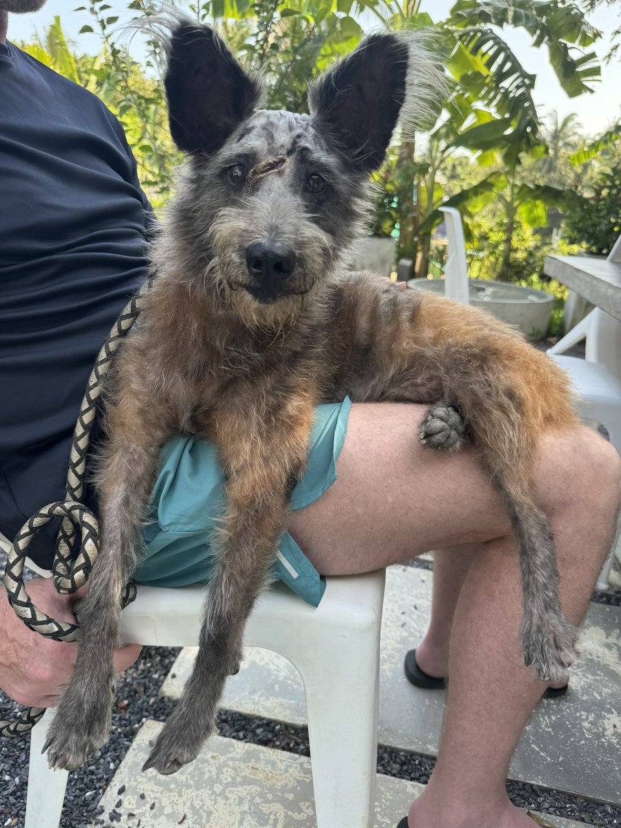 Niall Harbison tweet media