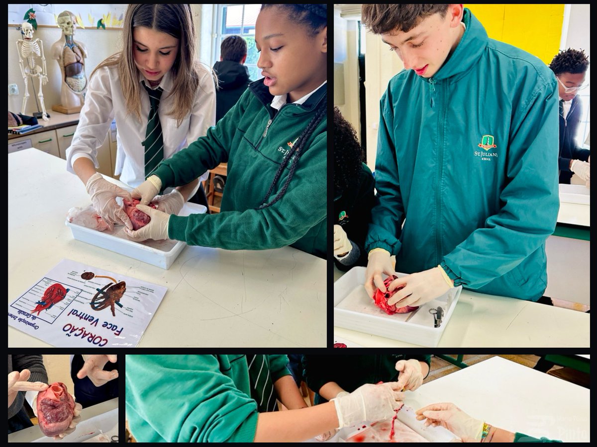 Bilingual Curriculum at St Julian's School tweet media