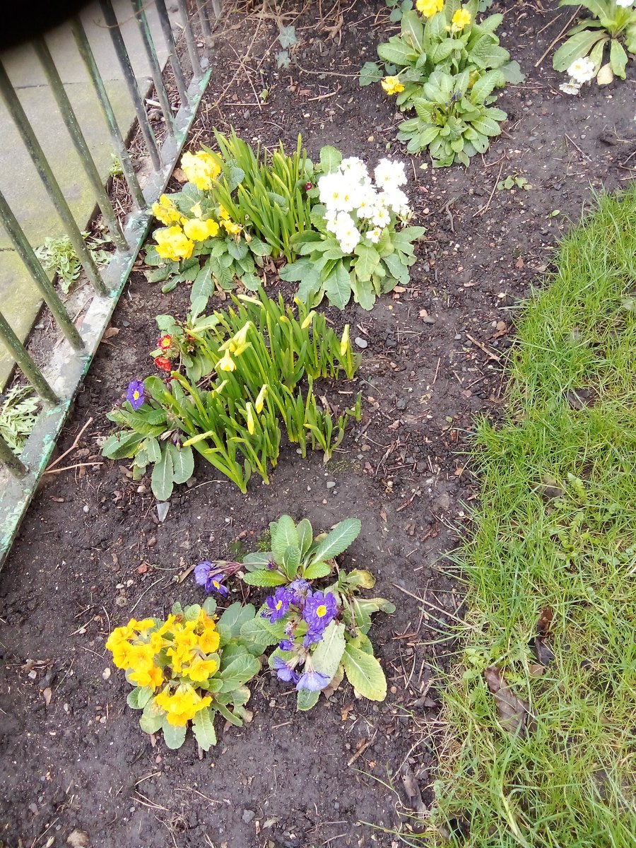 Volunteer Jane has been back today carrying on with path clearance. Excellent work.
Also been spotting some bursts of late winter colour. Blooming lovely.
#northshields #tynemouth #whitleybay #NTCouncilTeam #volunteersareawesome