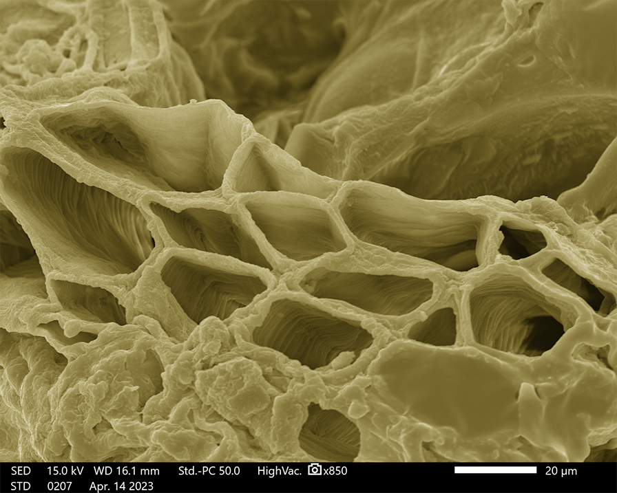 Our favourite #PancakeDay toppings look unrecognisable in scanning electron imaging. This is an image of a banana and dried banana skin 🍌 taken on our @JEOLEUROPE IT510 LV SEM and 6610 LV SEM (with @Quorum_UK PP3000 CryoSystem)! #ElectronMicroscopy #Research #Biology #Food