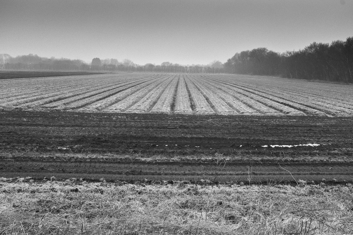 Don’t post much on X these days. Documenting Carrington Moss in South Manchester. As Greater Manchester Council are close to making a decision to build a road and 15,000 house on prime agricultural land. Is this the last field of carrots on Carrington Moss !