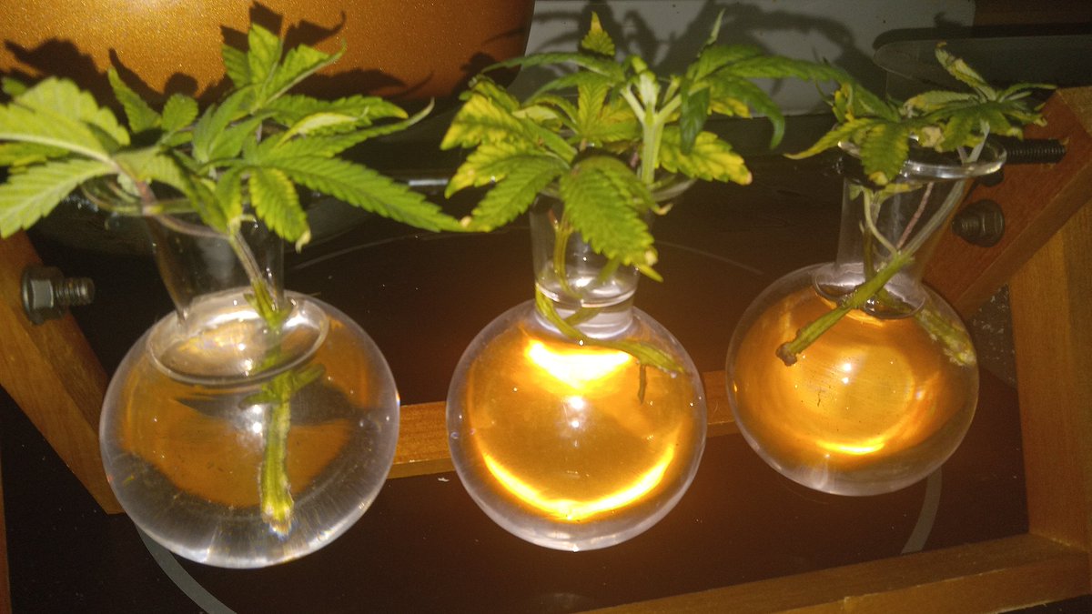 the fungal jungle tweet media