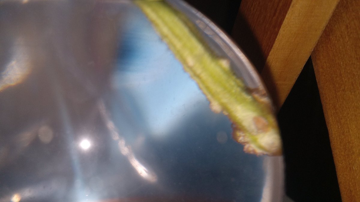 the fungal jungle tweet media