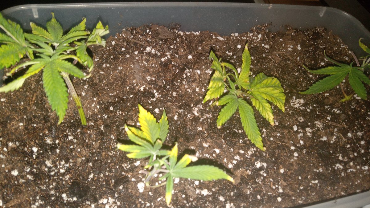 the fungal jungle tweet media