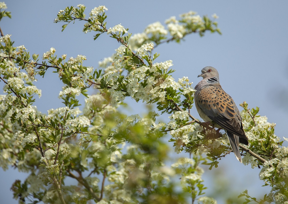 A new UN report shows that 1 in 5 migratory species are at risk of extinction – we need to act now. We’ve been working through @SaveTurtleDoves with farmers, landowners and volunteers to support the recovery of one of England’s most vulnerable migratory species, the Turtle Dove.