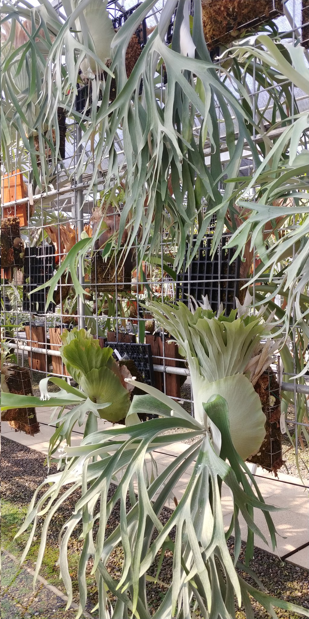 晴花鹿苑 - Search / X