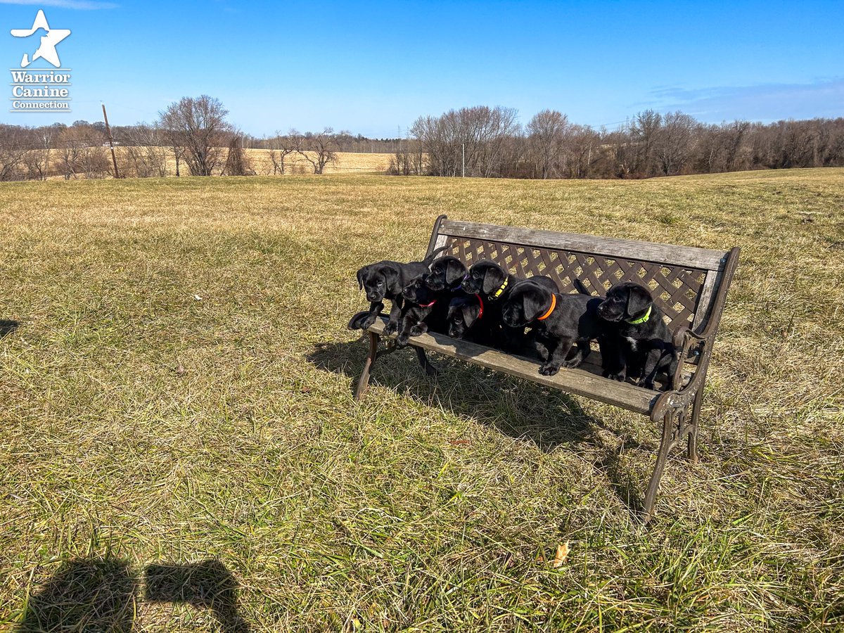 WarriorCanineCn's tweet photo. #BenchShot Alert: The bench photo and outtakes for #WCCsJillaine x #WCCsPapa are in! Enjoy!
#FurTheLoveOfVeterans https://t.co/qIP1w4Buli