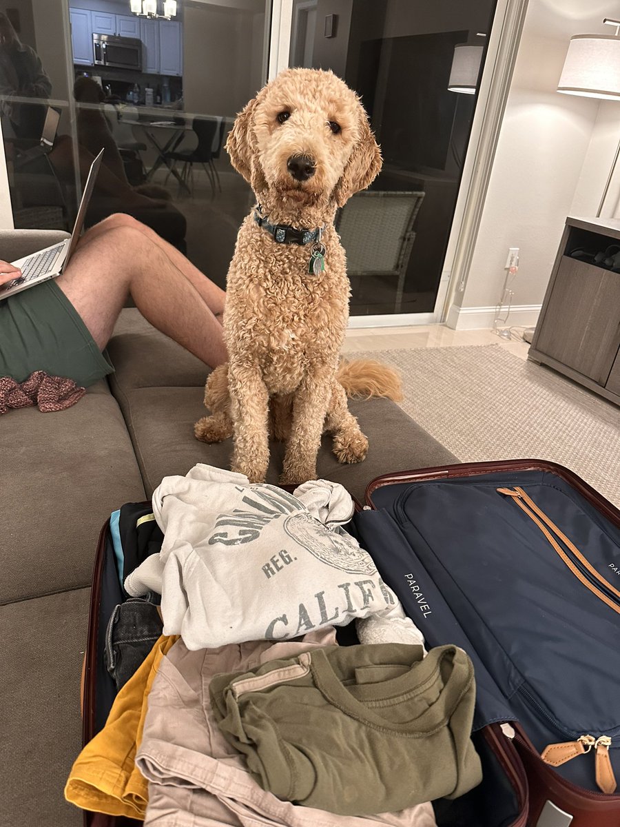 Gravy looks very confused why I am packing without taking her along. 😂