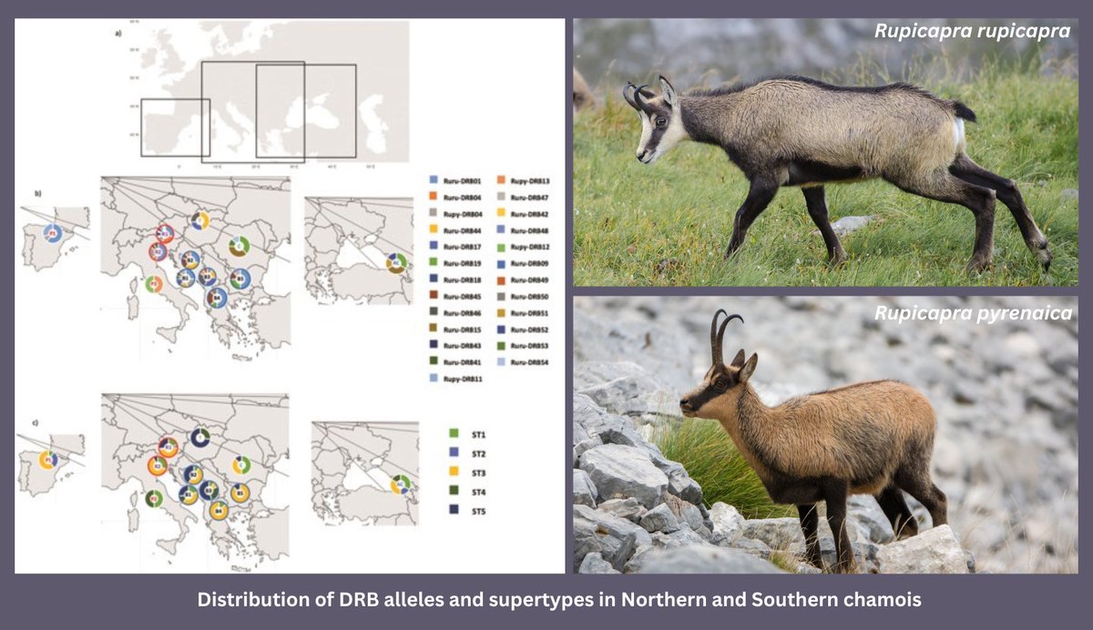Check out the latest article titled “Diversity of MHC class II DRB alleles in the Northern chamois genus Rupicapra” The entire article, co-authored by Prof. Dr. Elena Bužan from UP FAMNIT, is available in the Journal of Mammalogy at this link: lnkd.in/disRPHsw